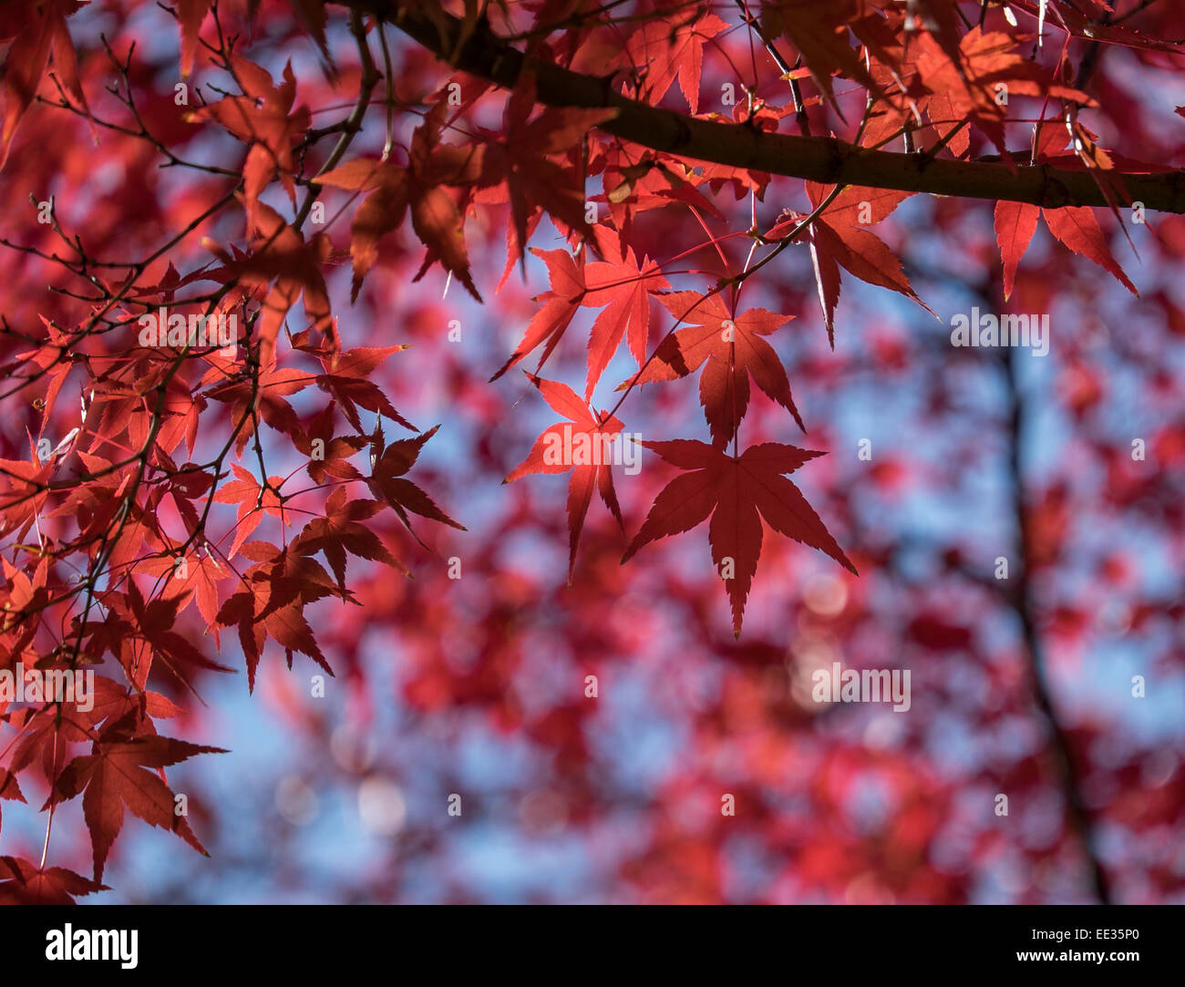 Light red maple leaves hi-res stock photography and images - Alamy