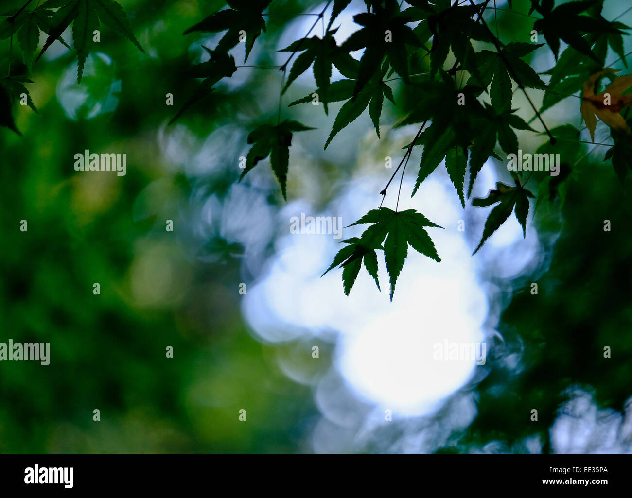 Japanese maple leaves hi-res stock photography and images - Alamy