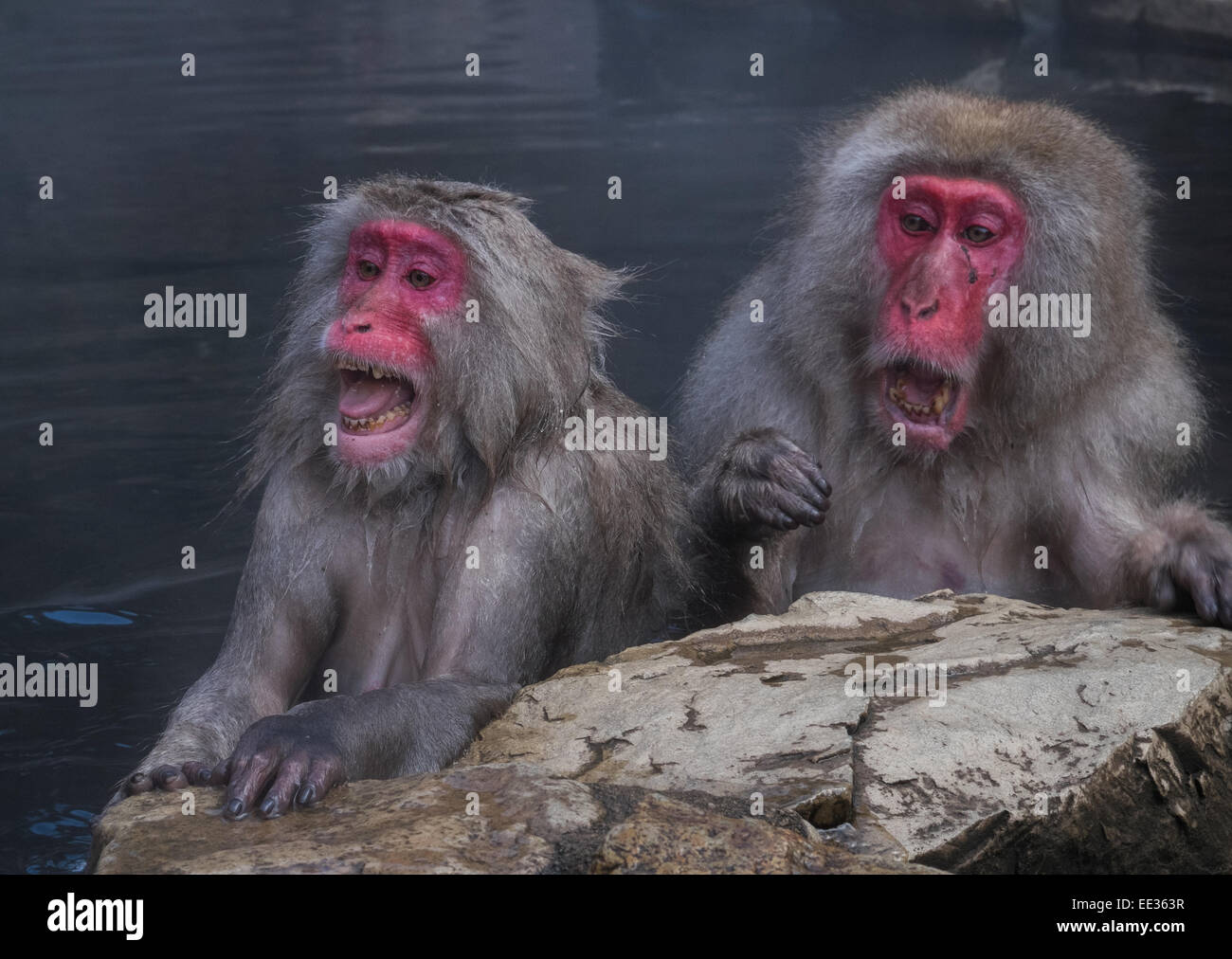 Shocked monkeys Stock Photo