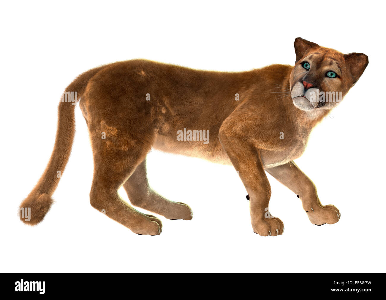 3D digital render of a puma, also known as a cougar, mountain lion, or  catamount, isolated on white background Stock Photo - Alamy
