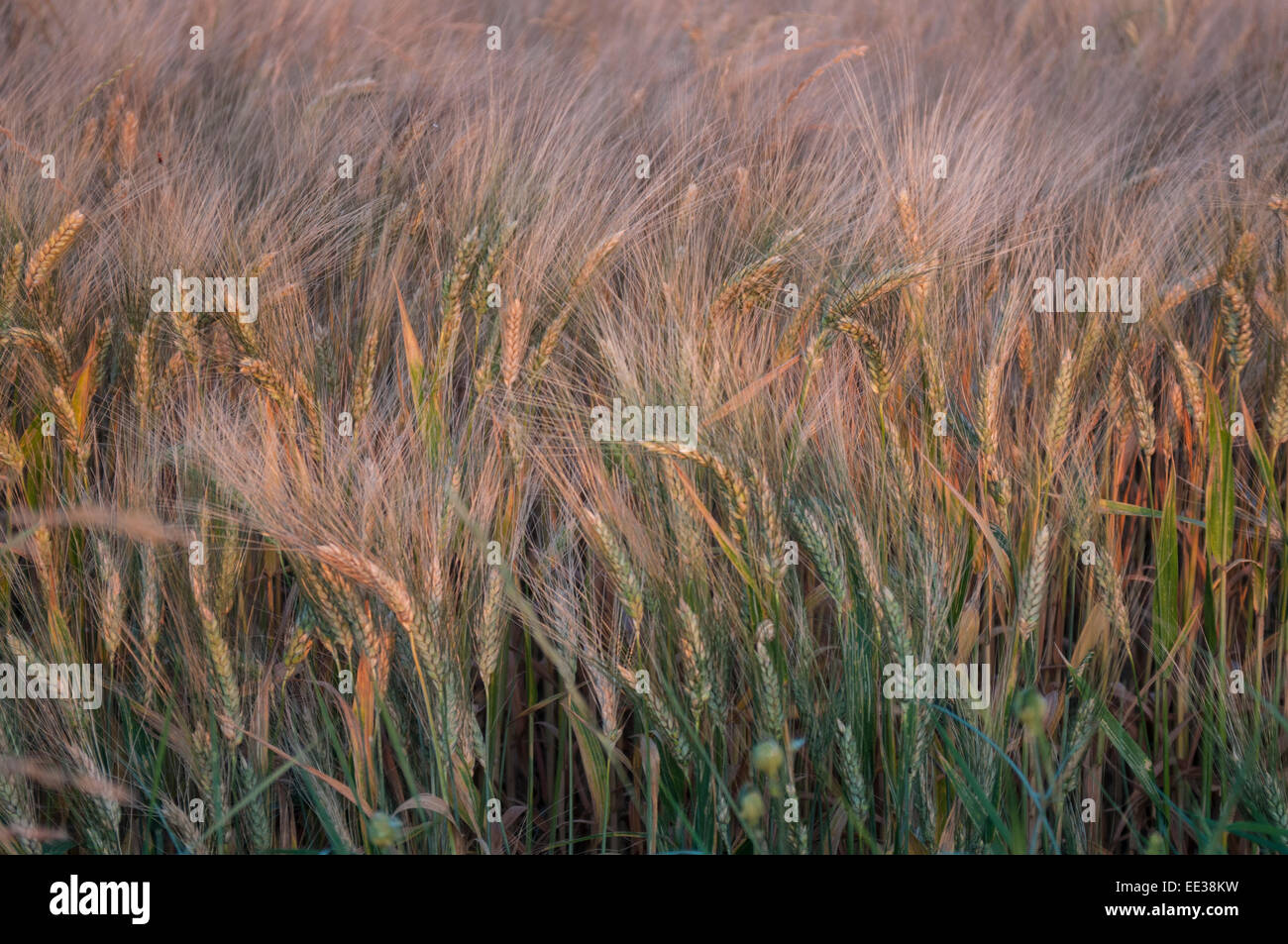 Ripe wheat stems move in slight wind in mid summer Stock Photo