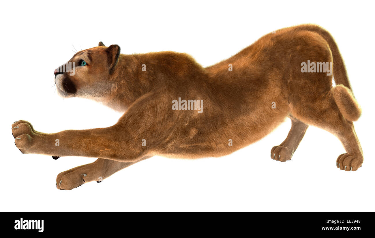 3D digital render of a puma, also known as a cougar, mountain lion, or catamount, isolated on white background Stock Photo - Alamy 3D digital render of a puma, also known as a cougar, mountain lion, or catamount, isolated on white background Stock Photo - Alamy