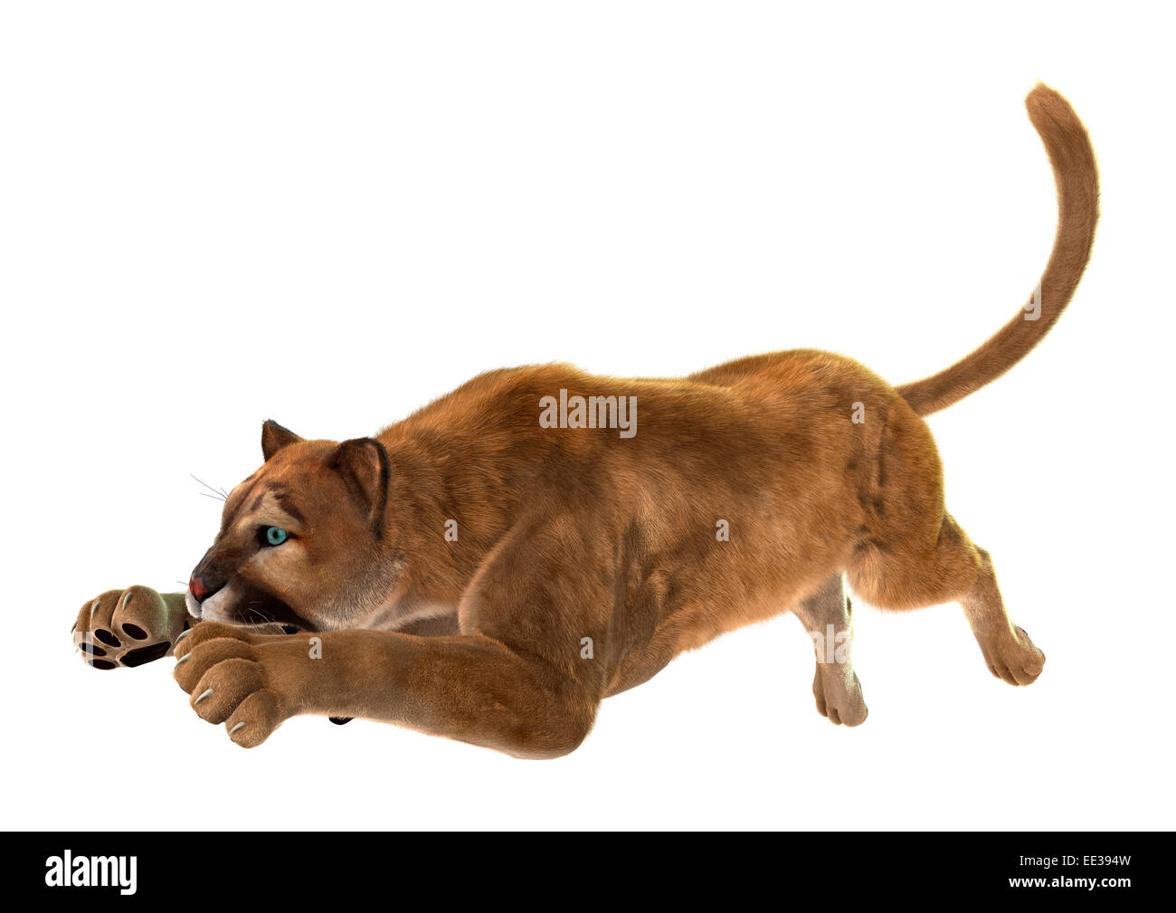 3D digital render of a puma, also known as a cougar, mountain lion, or  catamount, isolated on white background Stock Photo - Alamy