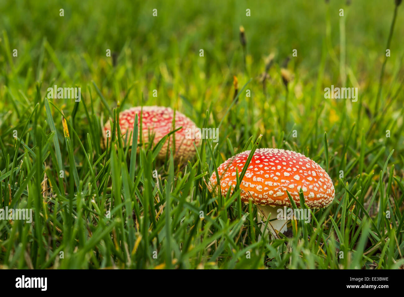 Two Death Caps in Grass Stock Photo Alamy