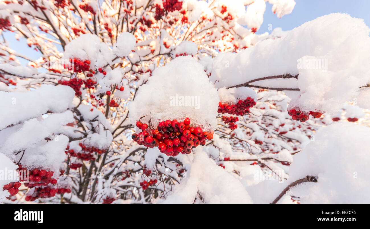 Rowan tree berries hi-res stock photography and images - Alamy