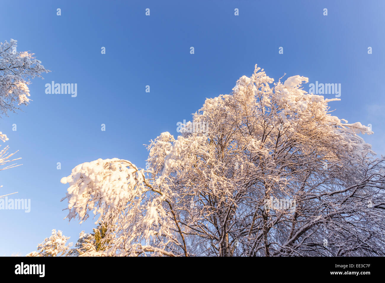 Birch trees covered snow hi-res stock photography and images - Alamy