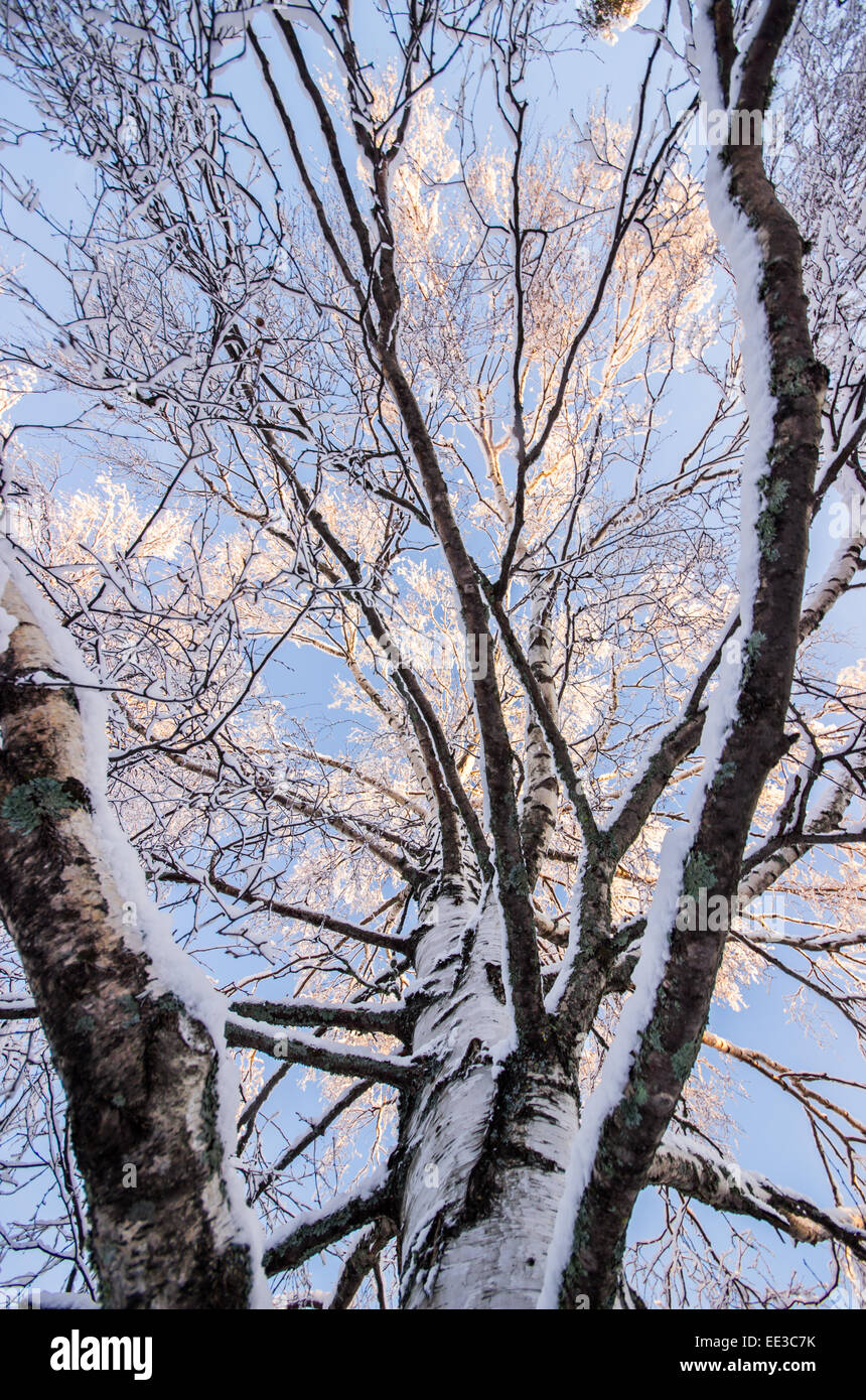Inside a Birch Tree in Winter Stock Photo