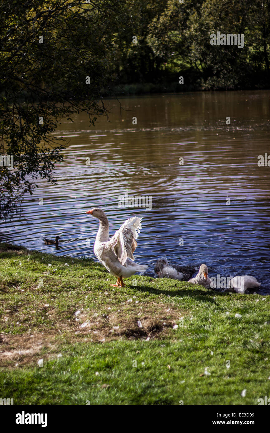 Goose Flapping its Wings Stock Photo
