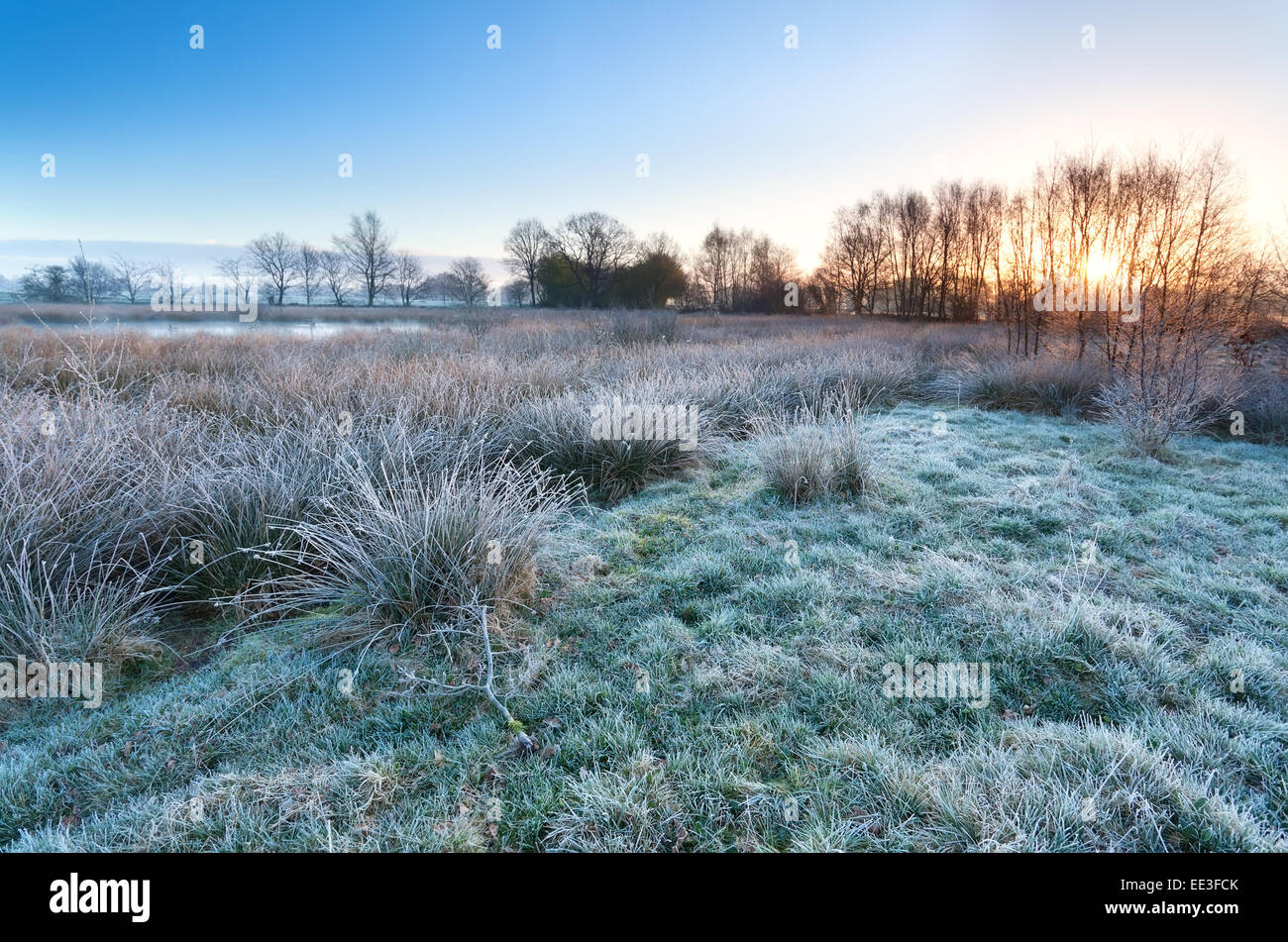 Frosty marsh hi-res stock photography and images - Alamy