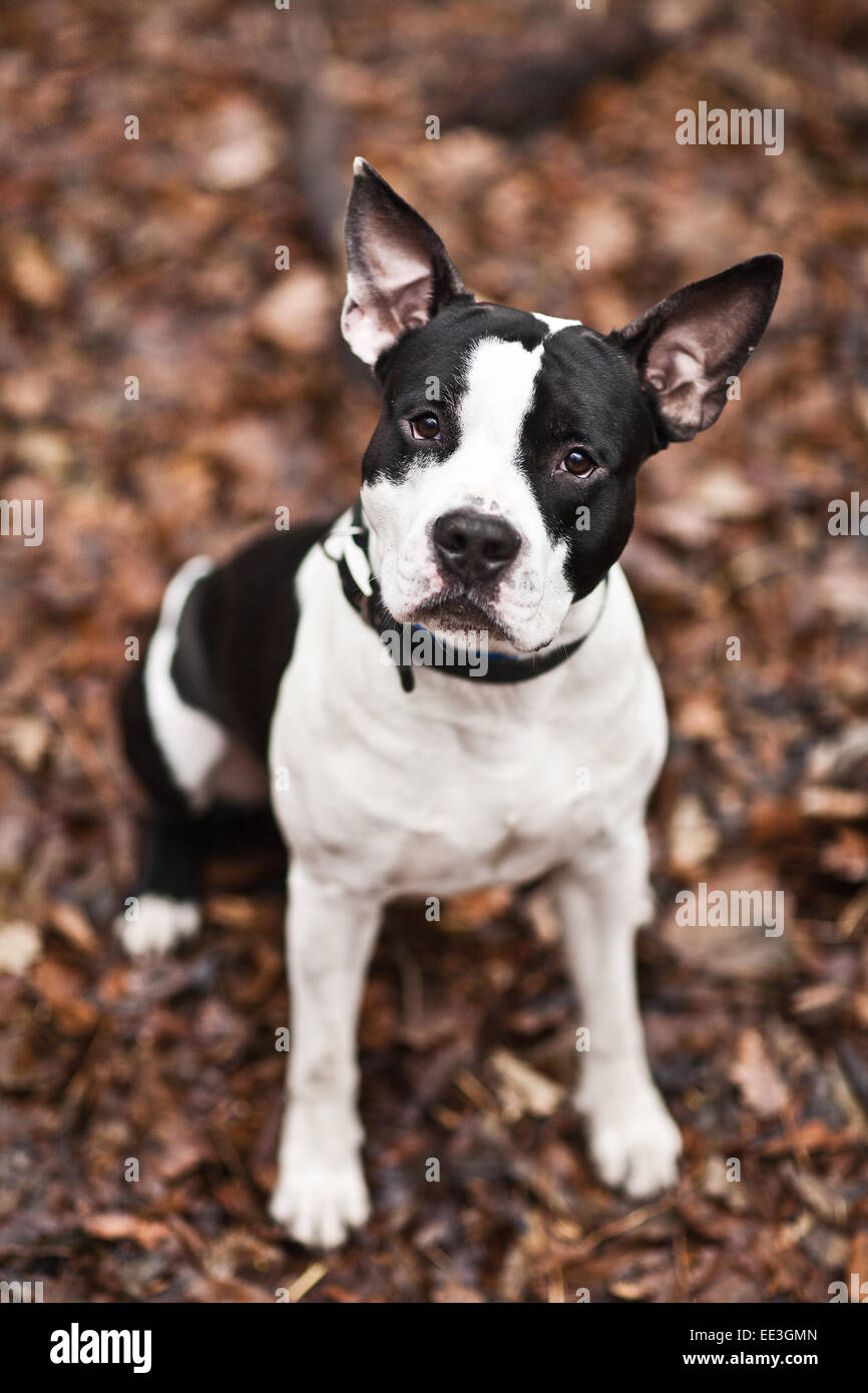 dog portrait Stock Photo