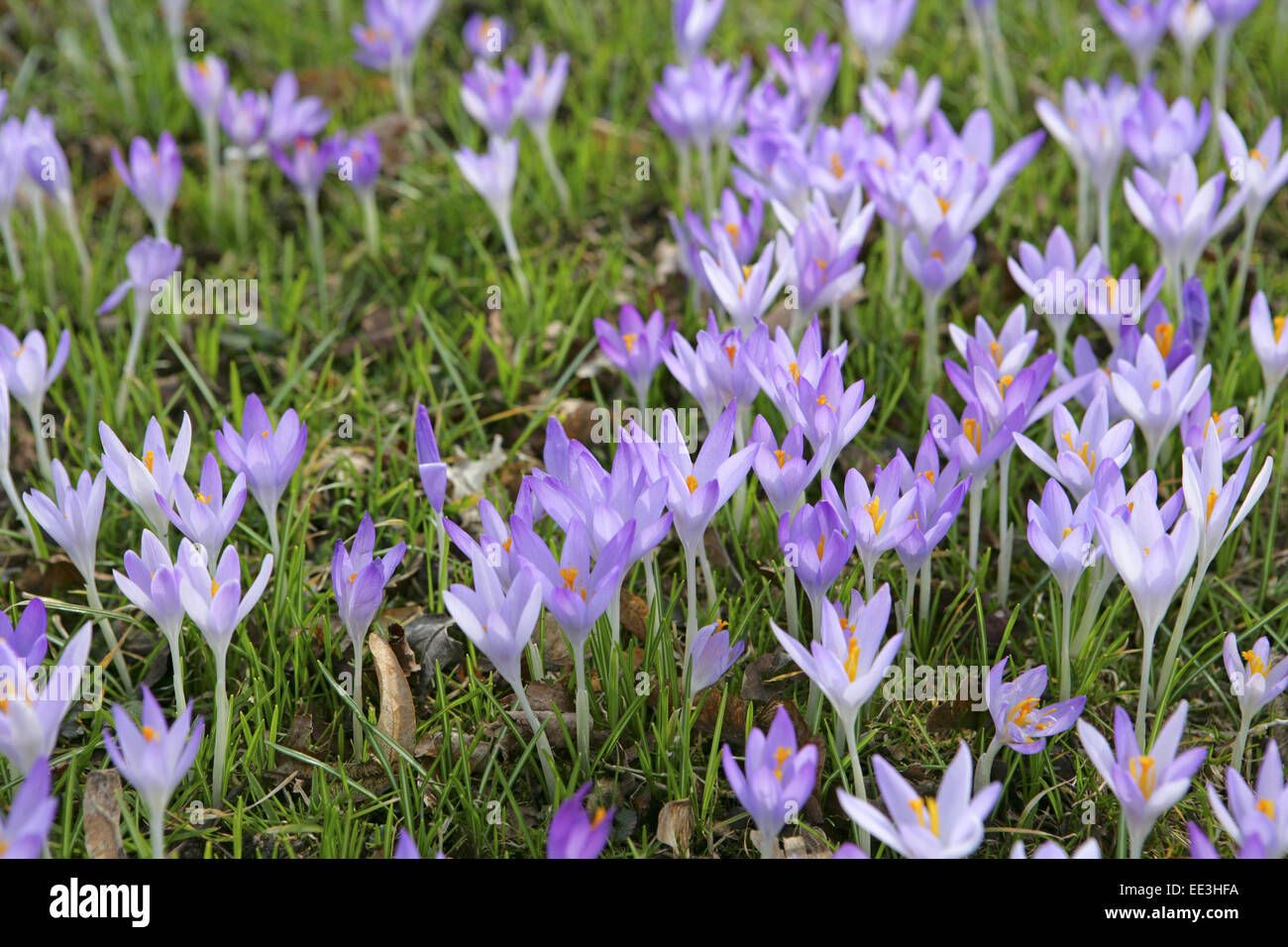 Blumenwiese, Krokusse, Natur, Botanik, Vegetation, Flora, Pflanzen