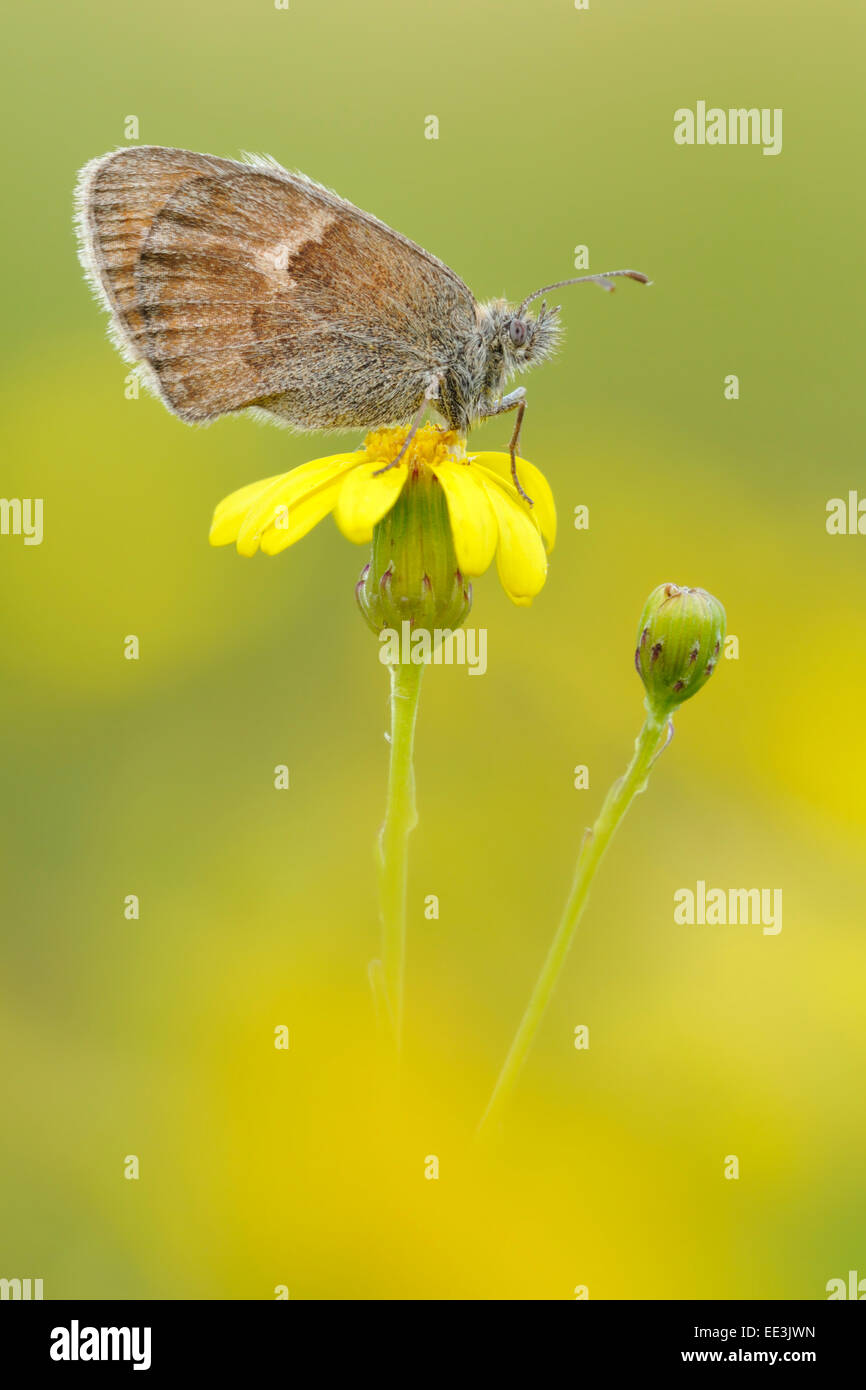 small heath (butterfly) [Coenonympha pamphilus], Kleines Wiesenvögelchen, Germany Stock Photo