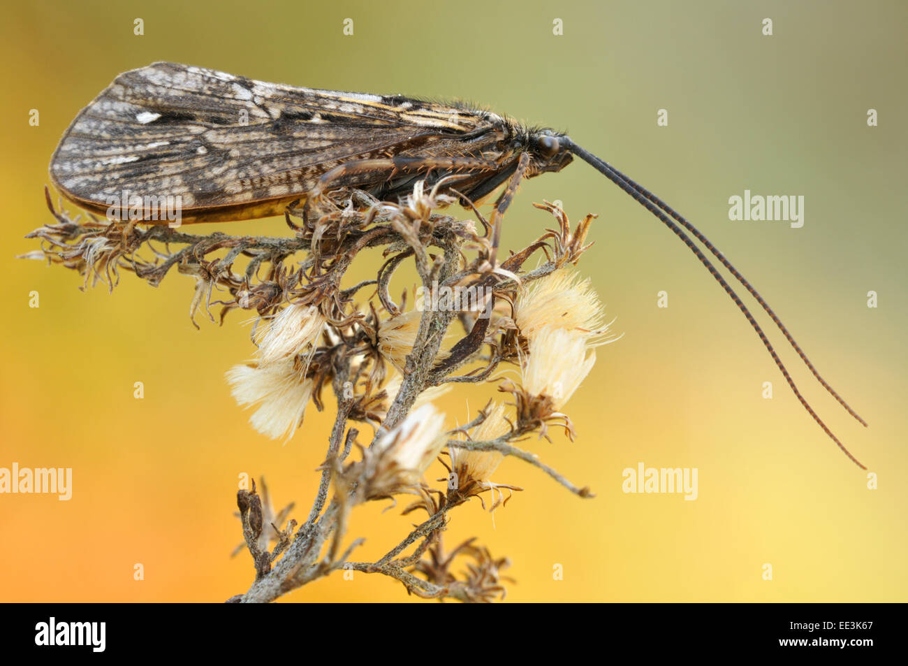 Caddisfly order trichoptera caddies fly hires stock photography and