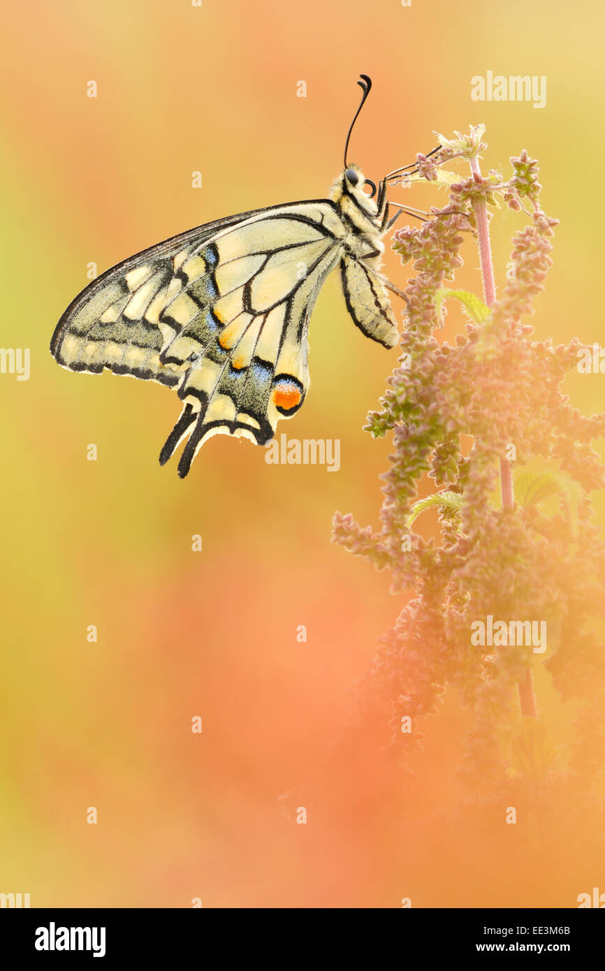 swallowtail (butterfly) [Papilio machaon] Stock Photo