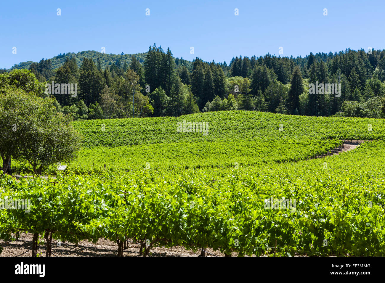 Vineyard by Jack London State Park, Glen Ellen, Sonoma Valley, Wine Country, Northern California, USA Stock Photo