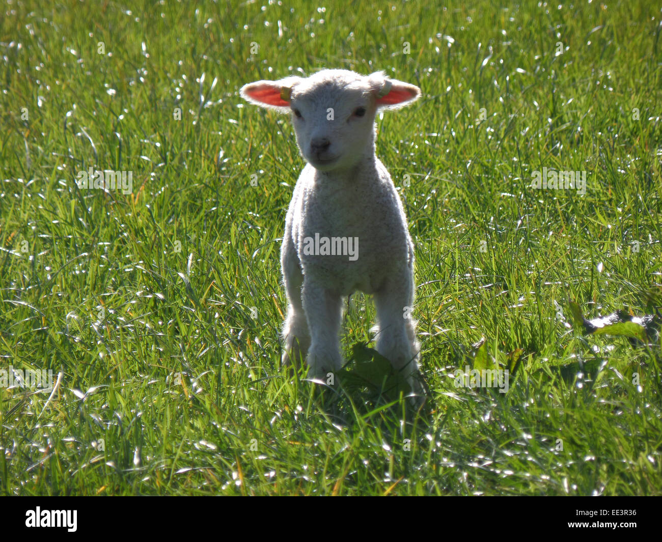 Baby Lamb Easter Stock Photo