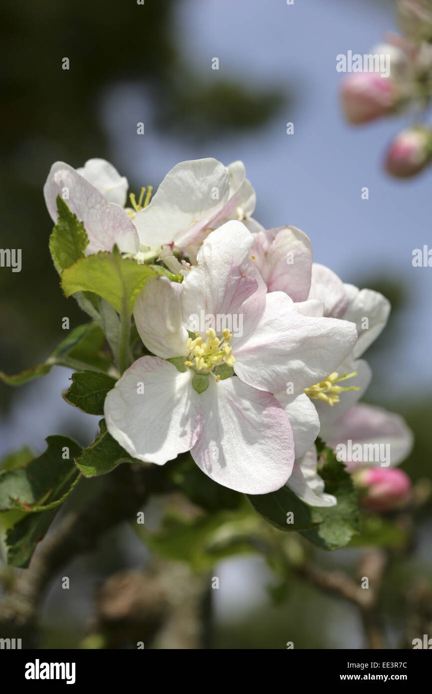 Apfelbaum, Zweig, Detail, Blueten, weiss-rosa, Baum, Rosengewaechs, Obstbaum, Malus spec, Apfelbluete, Obstbaumbluete, Obstbluet Stock Photo