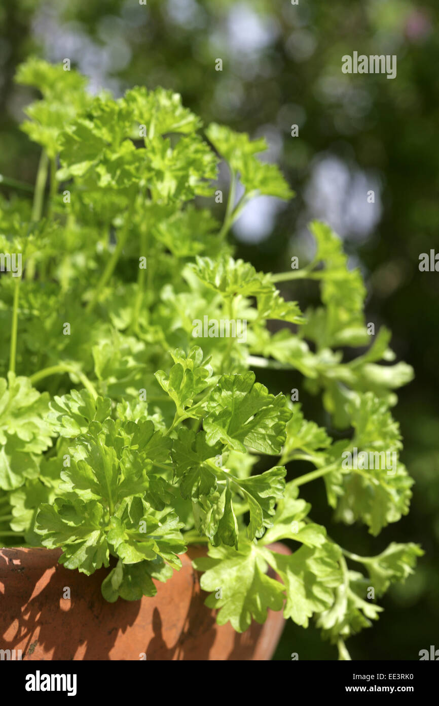 Petersilie, Petroselinum crispum, close-up, Serie, Gartenkraeuter, Gewuerzpflanze, Kraeuter, Gewuerzkraeuter, Kuechenkraeuter, K Stock Photo