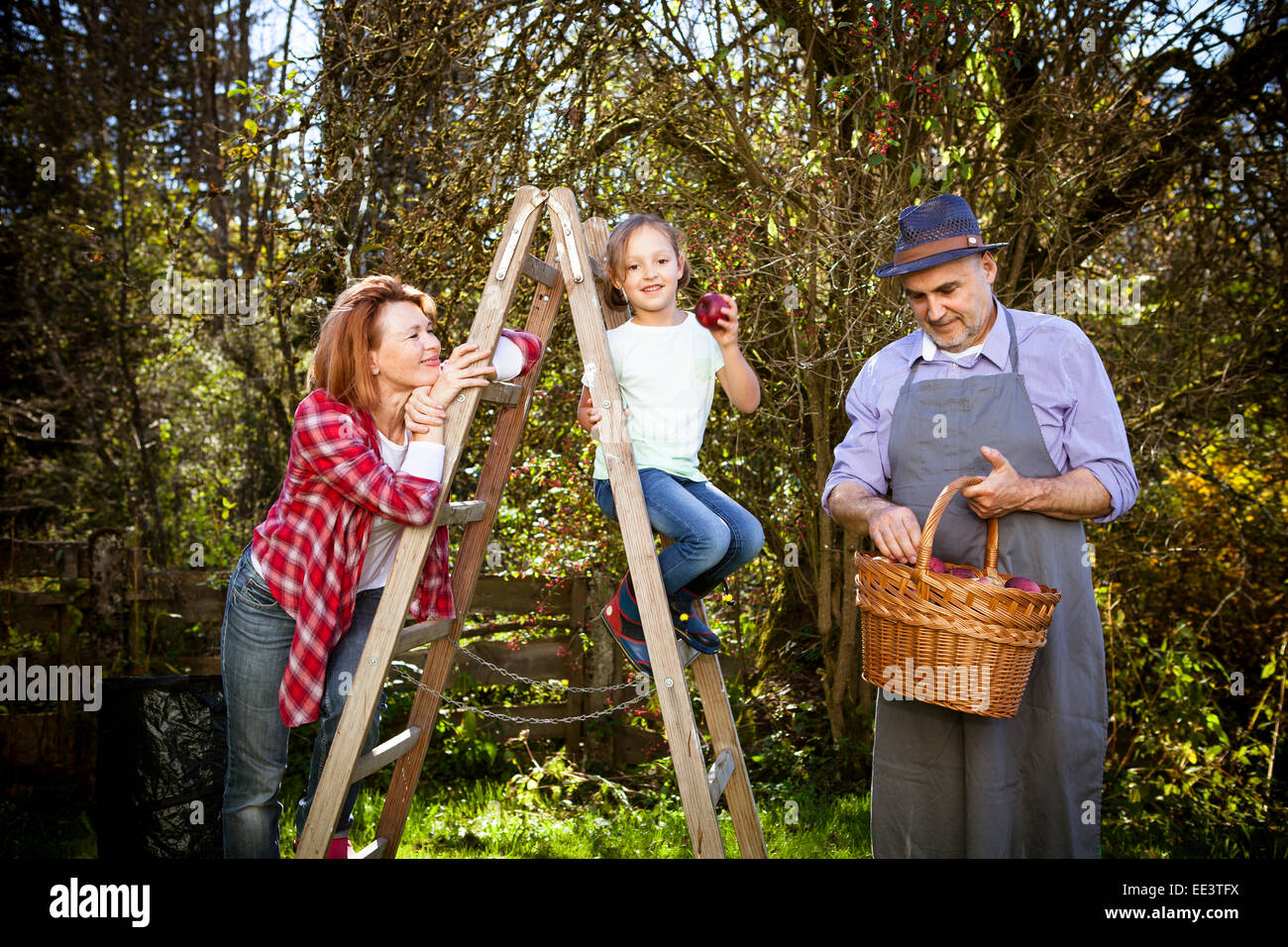 Multigeneration family picking apples, Munich, Bavaria, Germany Stock
