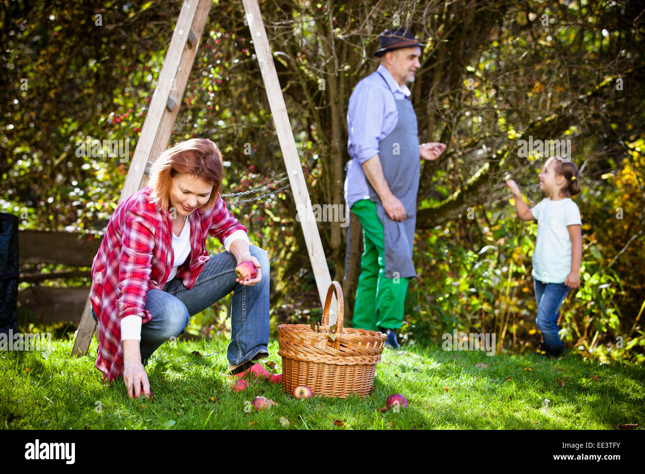 Multigeneration family picking apples, Munich, Bavaria, Germany Stock