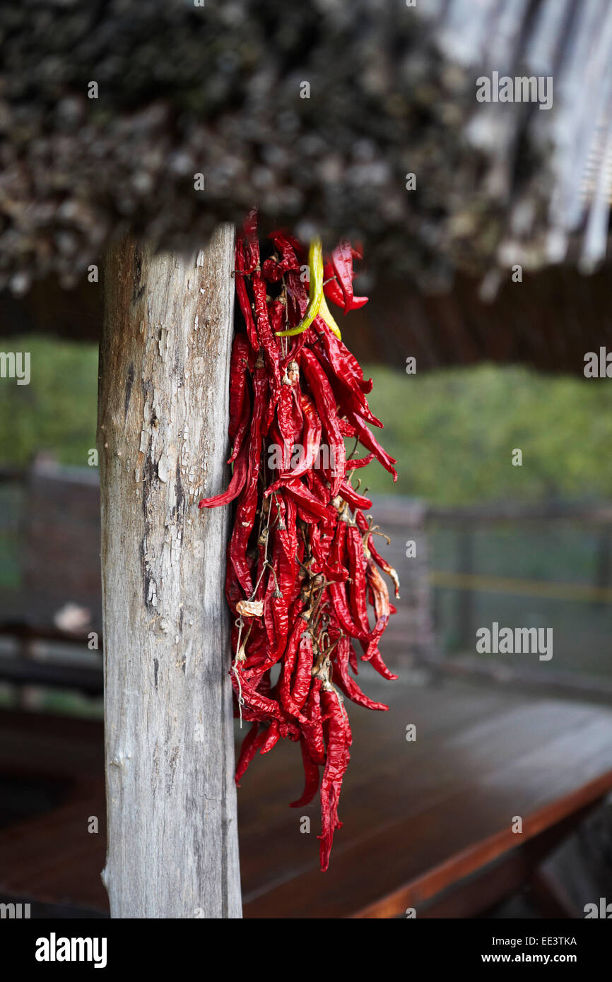 Red chili pepper drying outdoors, Baranja, Croatia Stock Photo