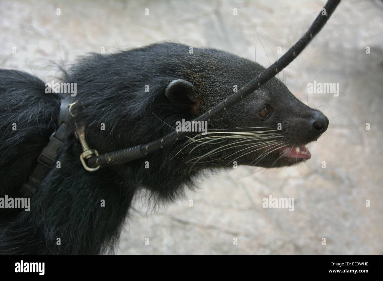 A binturong oor bear-cat being taken for a walk around San Diego zoo. Stock Photo