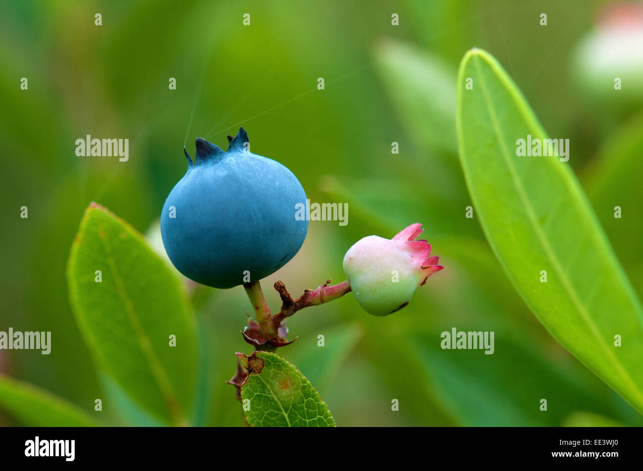 Wild blue hi-res stock photography and images - Alamy