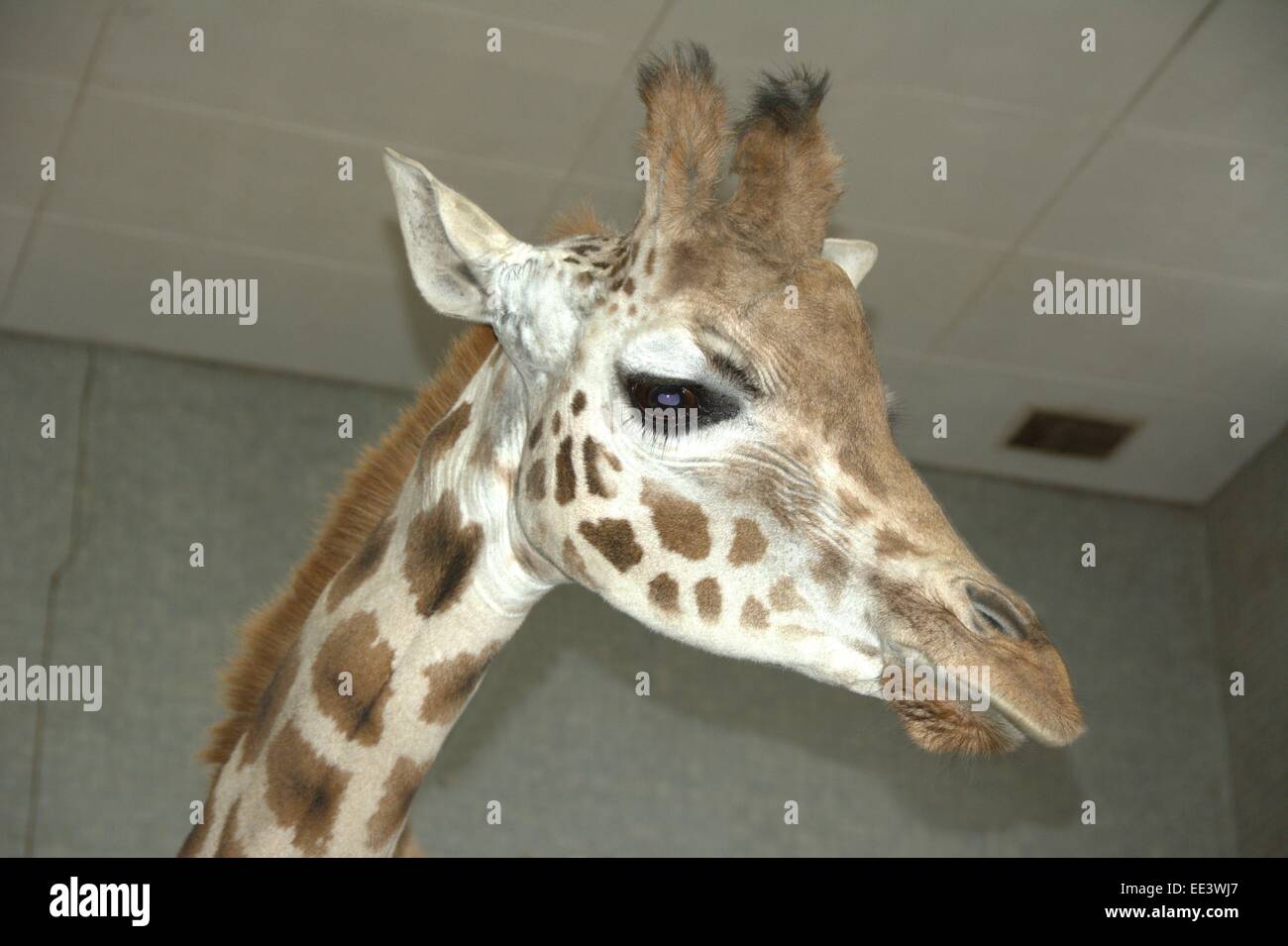 Portrait of a Giraffe. Stock Photo