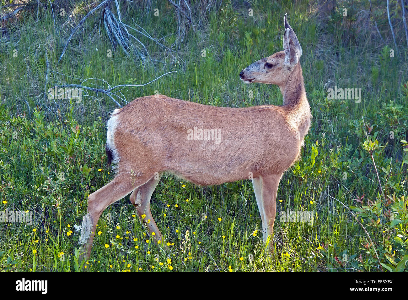 Mule Deer, Female in alberta, Canada Stock Photo