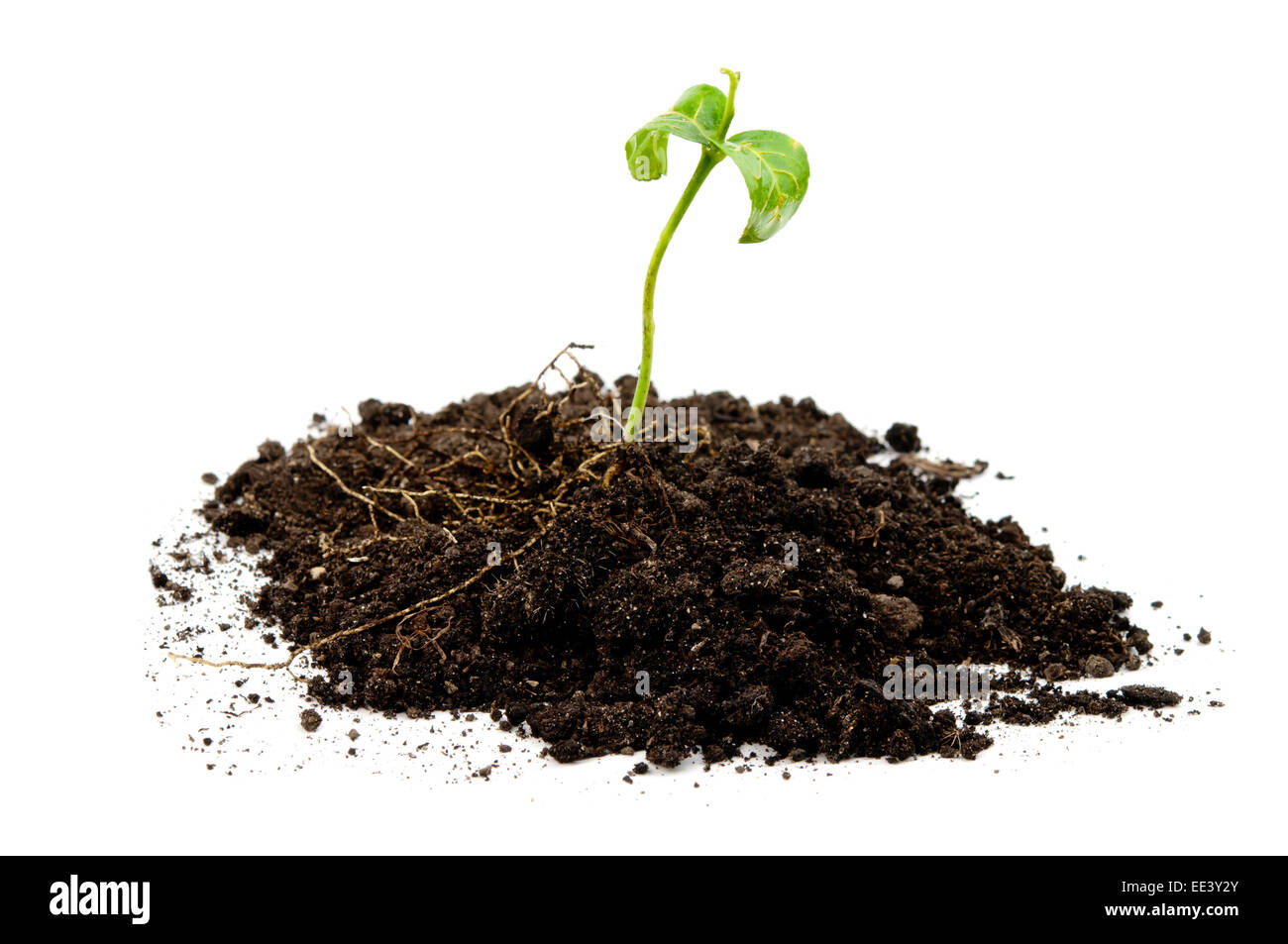 green plant on isolated white background Stock Photo - Alamy
