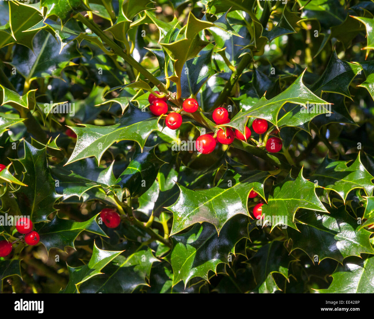Holly bush Stock Photo