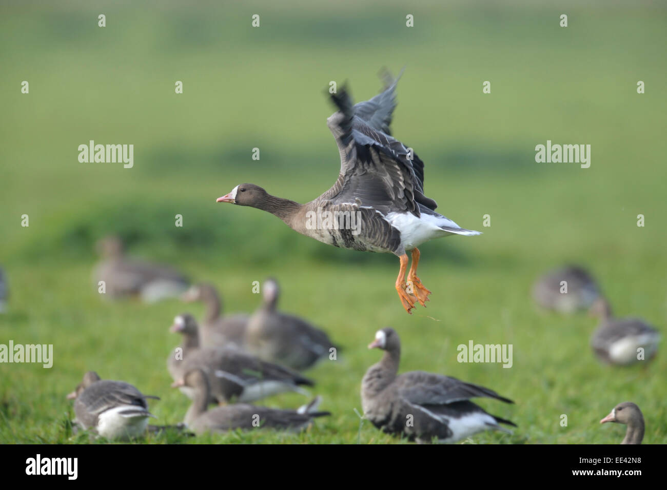 Greater White-Fronted Goose Life History and Identification