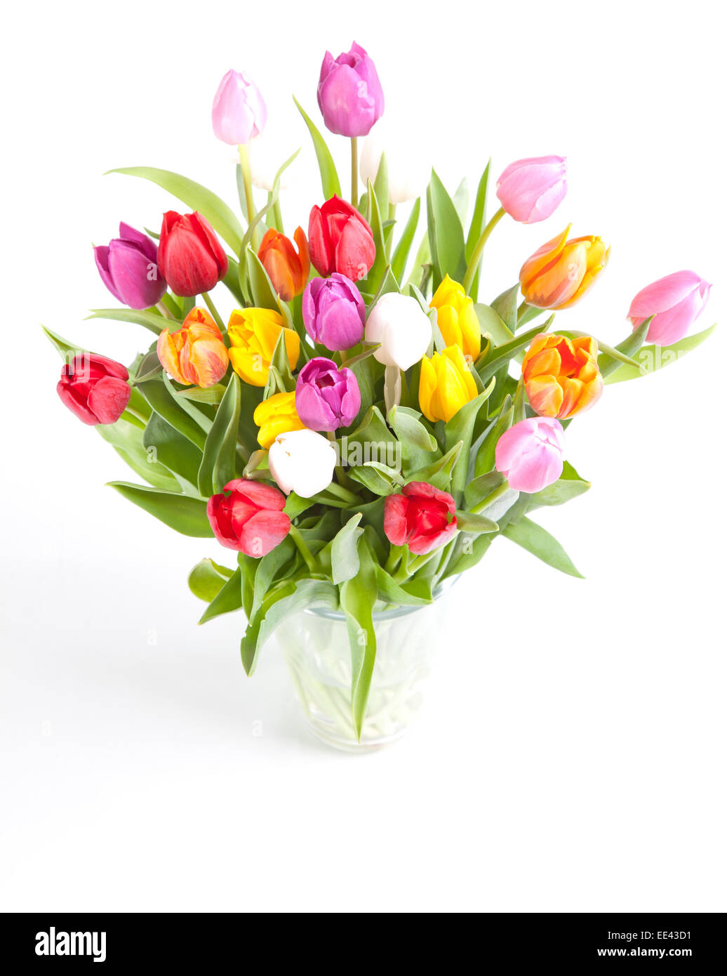 Tulips with vibrant colors in a vase on a white background Stock Photo — free download