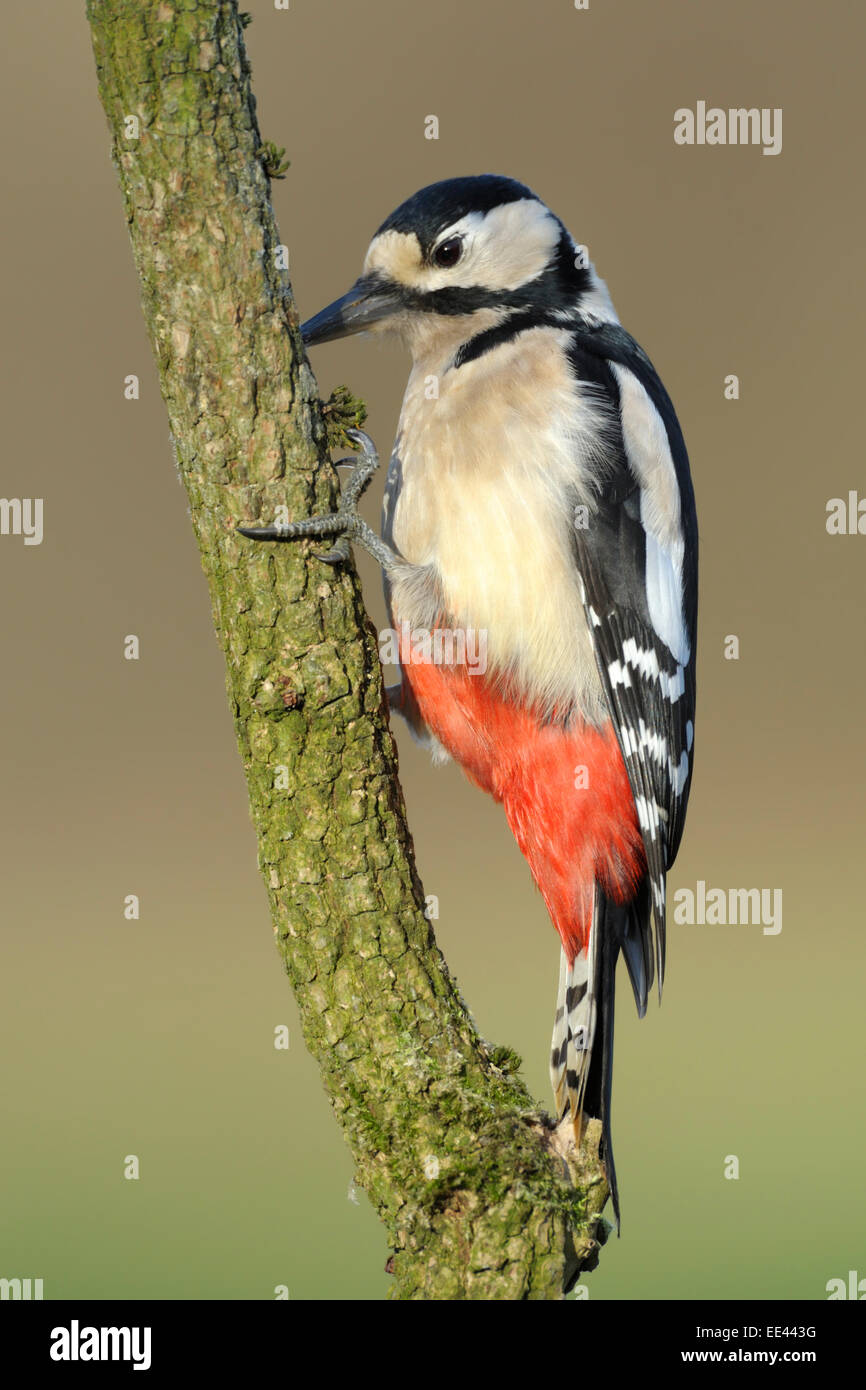 great spotted woodpecker buntspecht germany Stock Photo