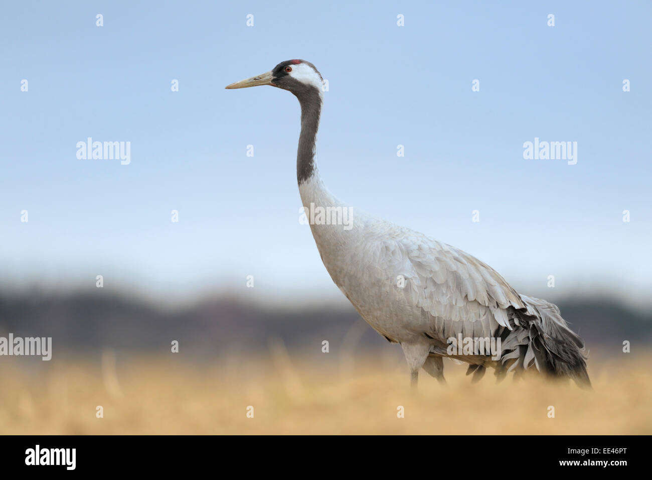 common eurasian crane [Grus grus], Grauer Kranich, Germany Stock Photo