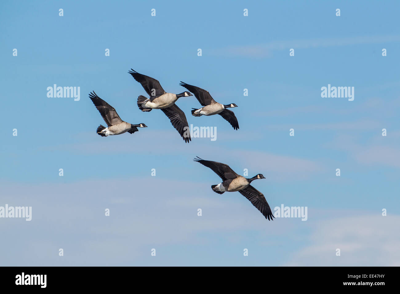 Canada goose landing hi-res stock photography and images - Alamy