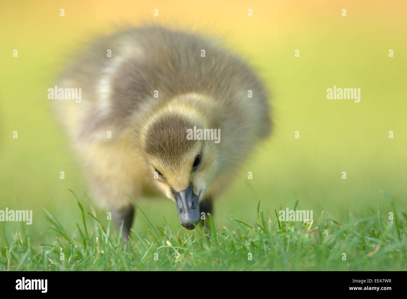 Canada goose [Branta canadensis] chick, Kanadagans Stock Photo