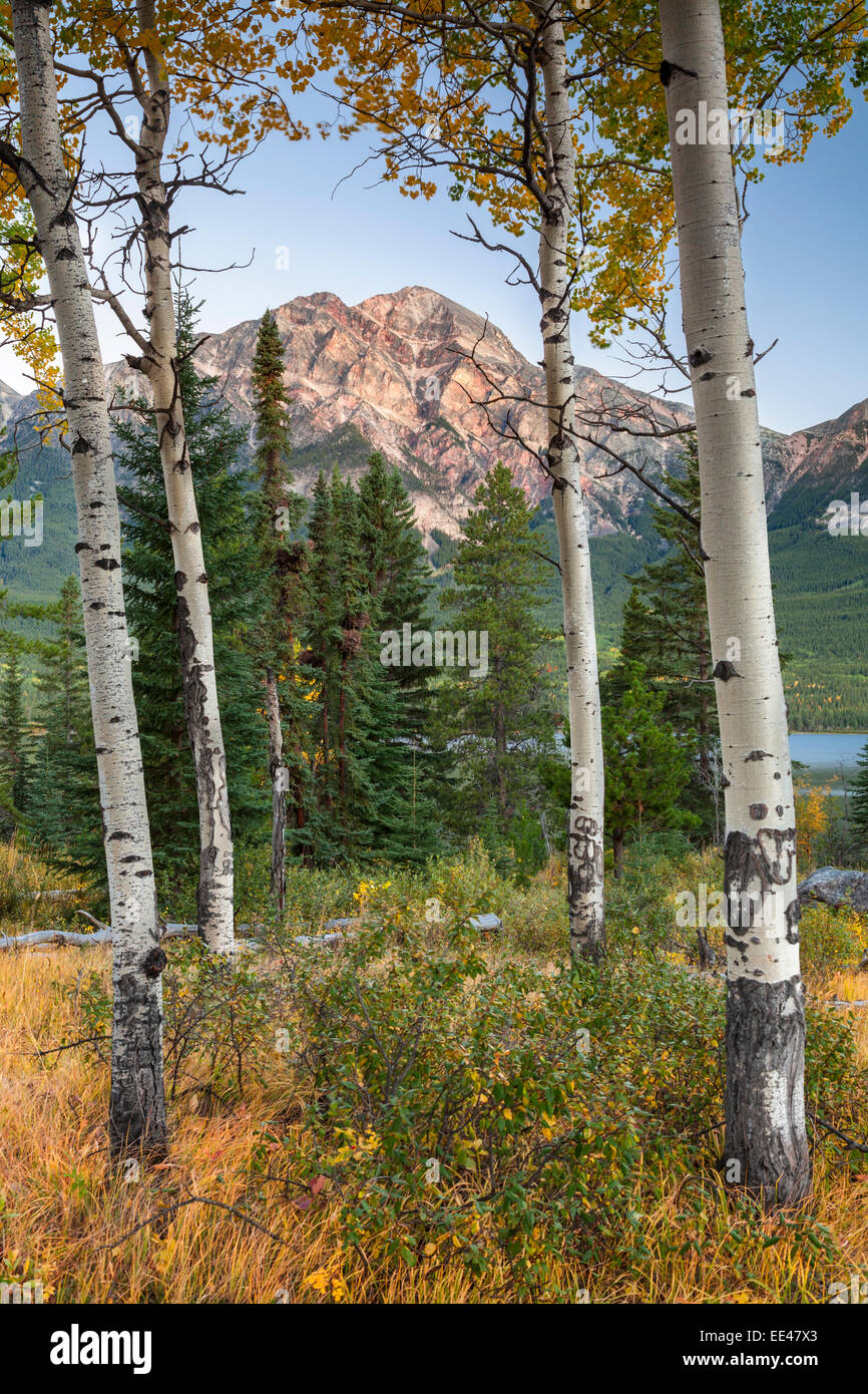 Jasper national park trees hires stock photography and images Alamy