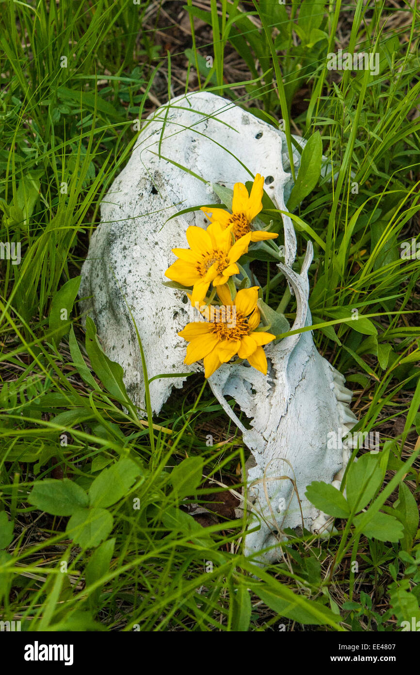 Wildflowers growing in a bear skull in iYellowstone National Park Stock  Photo - Alamy