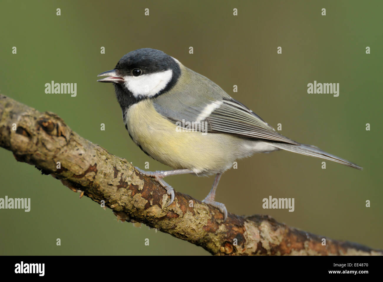 Bird birds titmouse great titmouse hi-res stock photography and images ...