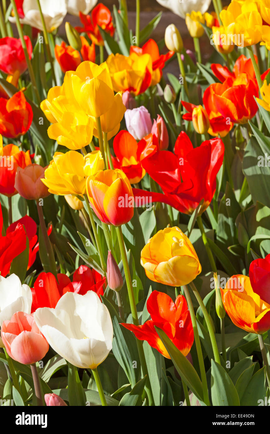 Field of colorful tulips Stock Photo - Alamy