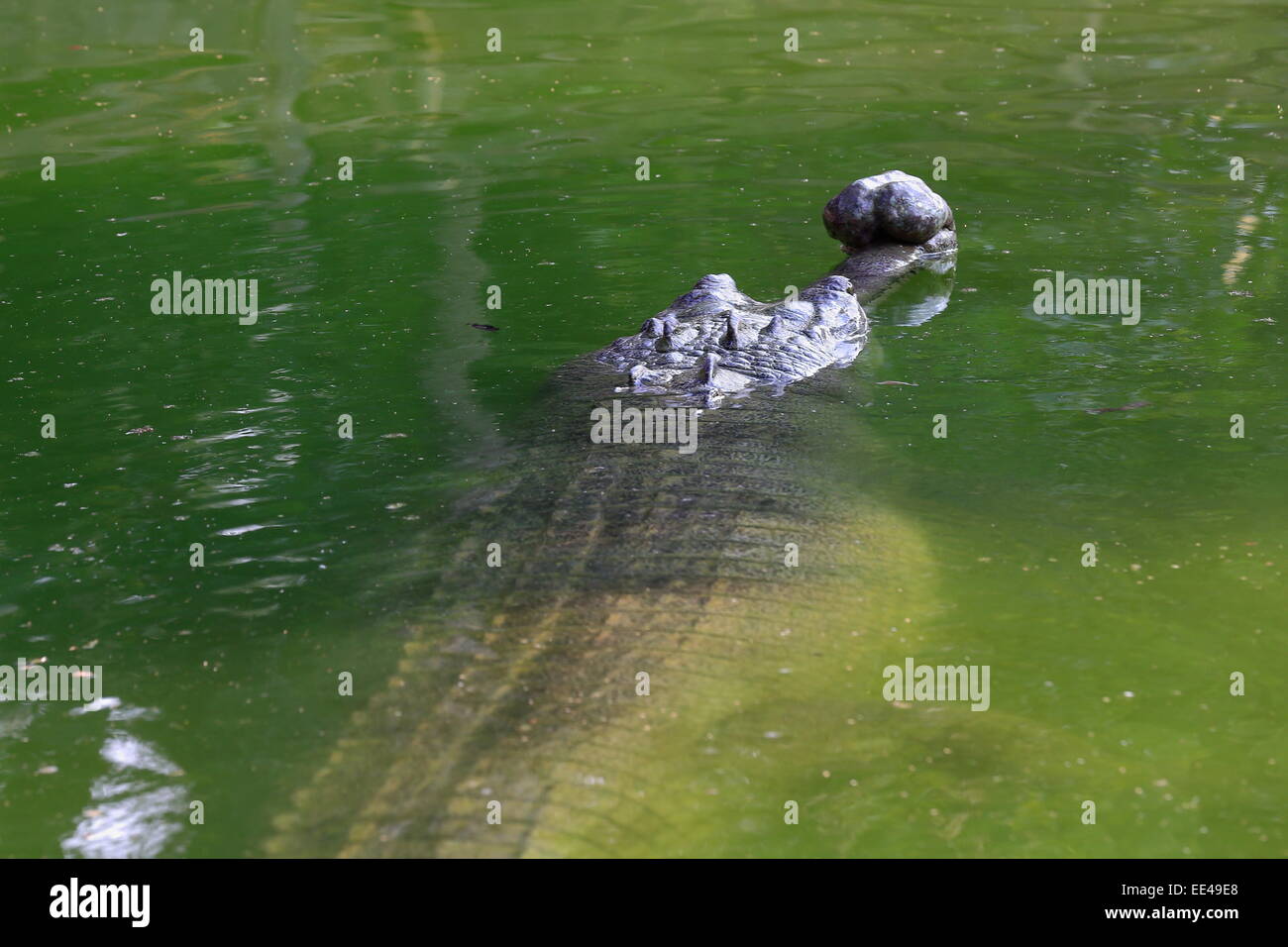 Breeding young gharial -gavialis gangeticus- swimming in green water in the bufferzone off the Chitwan Nnal.Park under GCN. Stock Photo