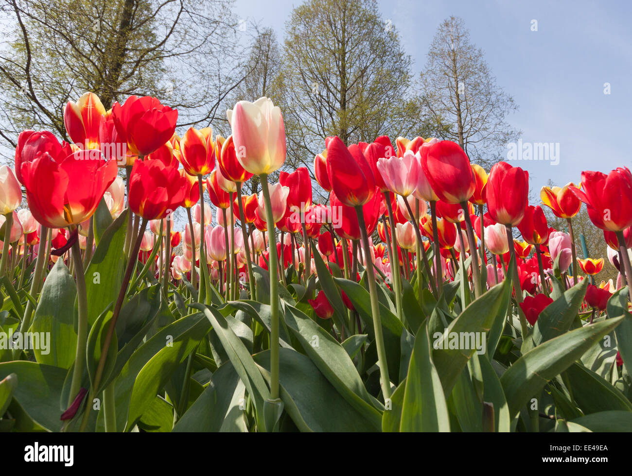 Field of colorful tulips Stock Photo - Alamy