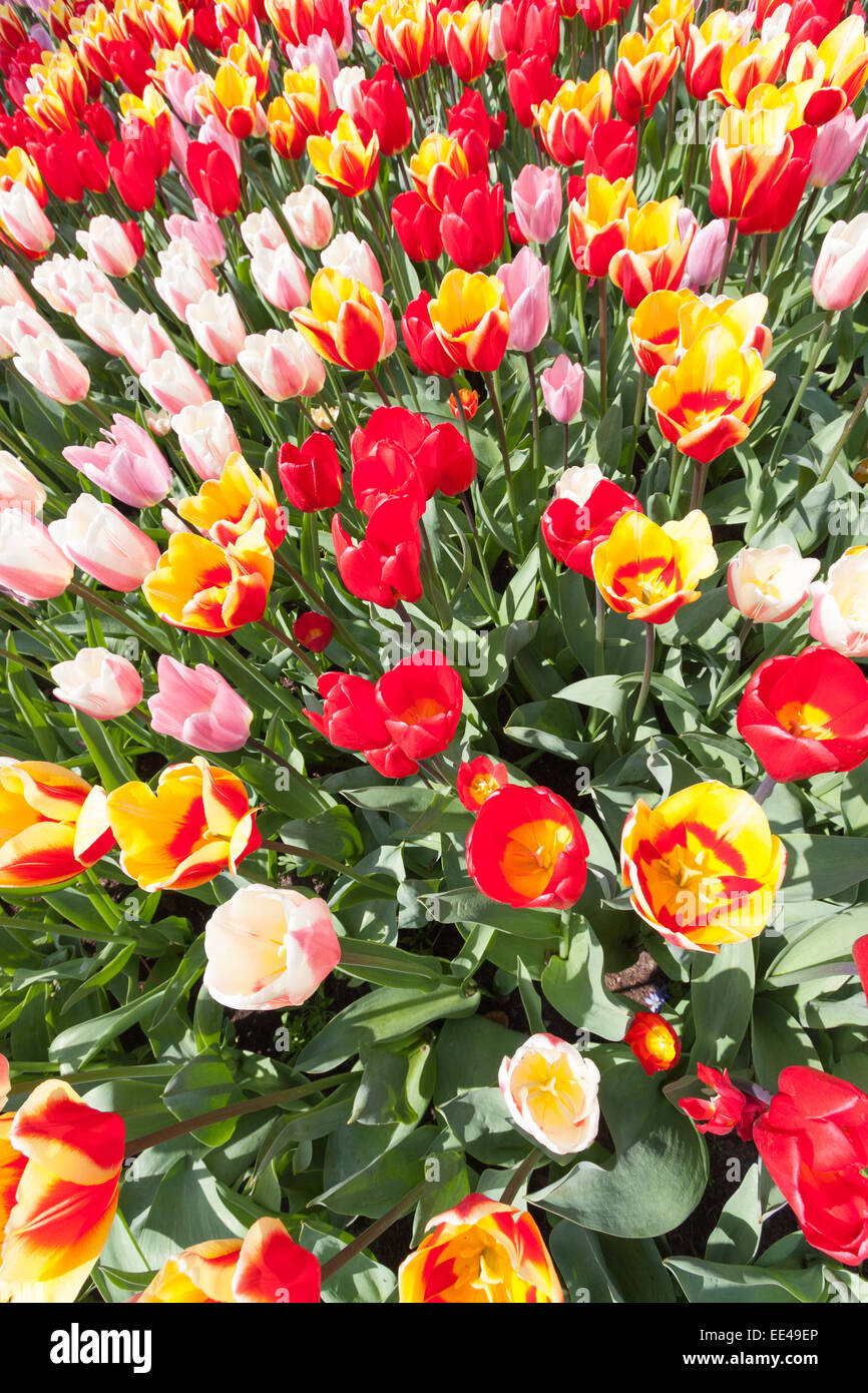 Field of colorful tulips Stock Photo - Alamy