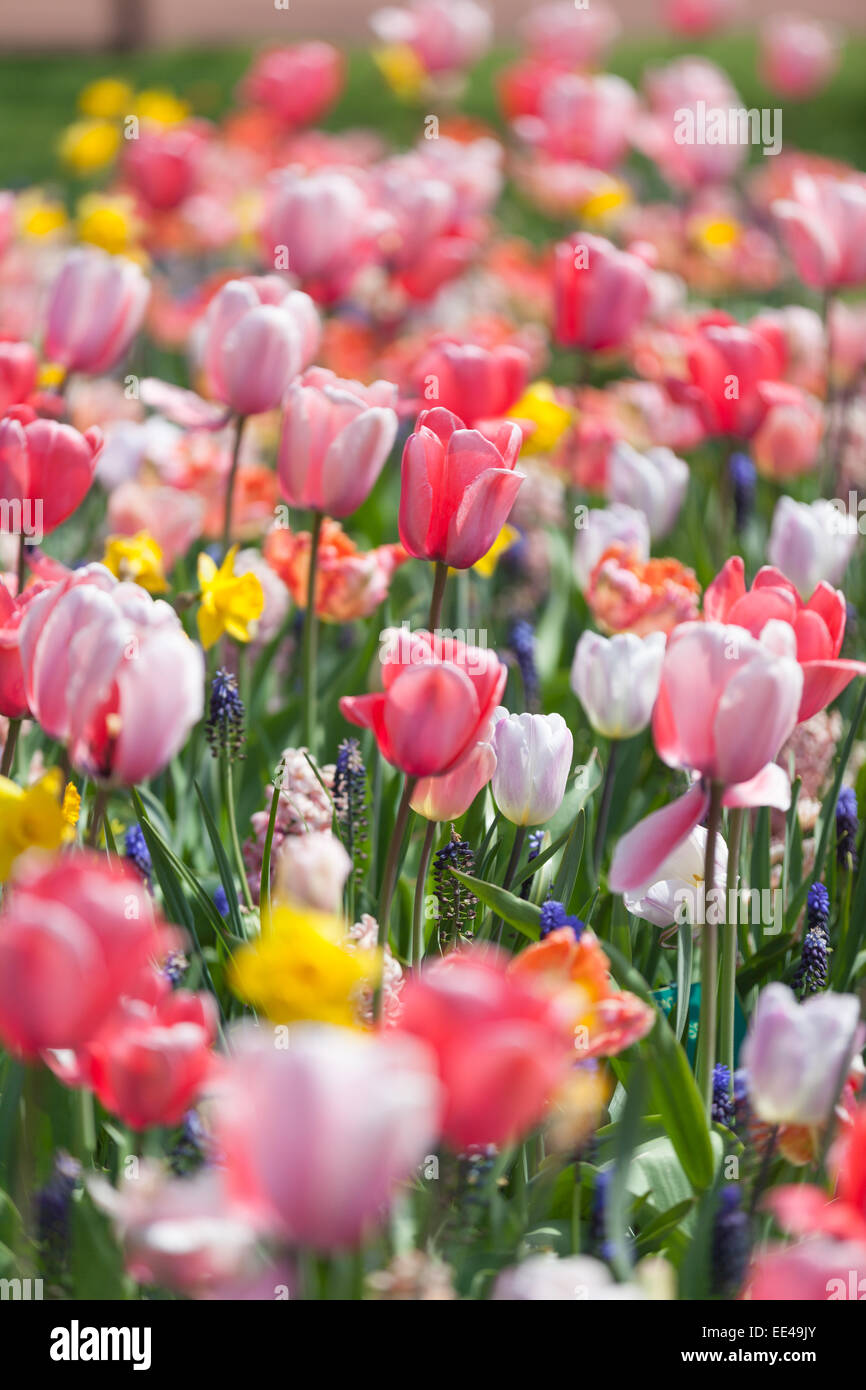 Field of colorful tulips Stock Photo - Alamy