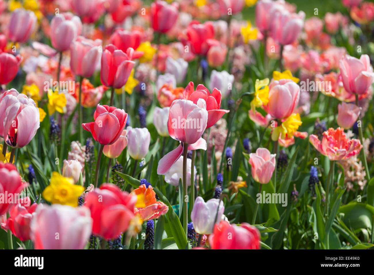 Field of colorful tulips Stock Photo - Alamy