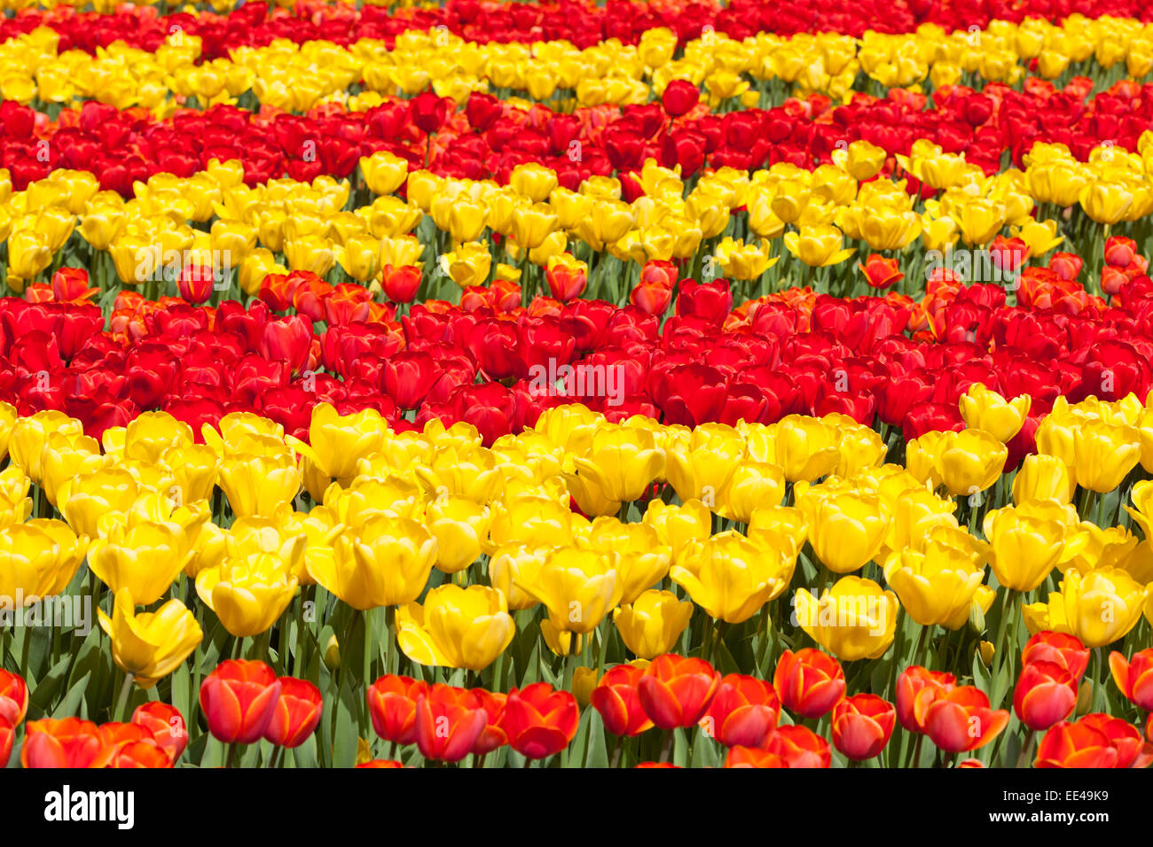 Field of colorful tulips Stock Photo - Alamy