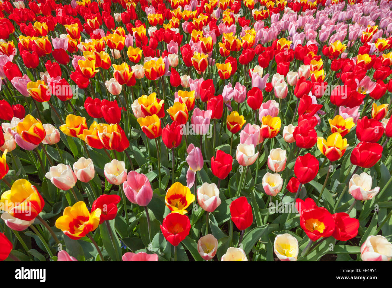Field of colorful tulips Stock Photo - Alamy