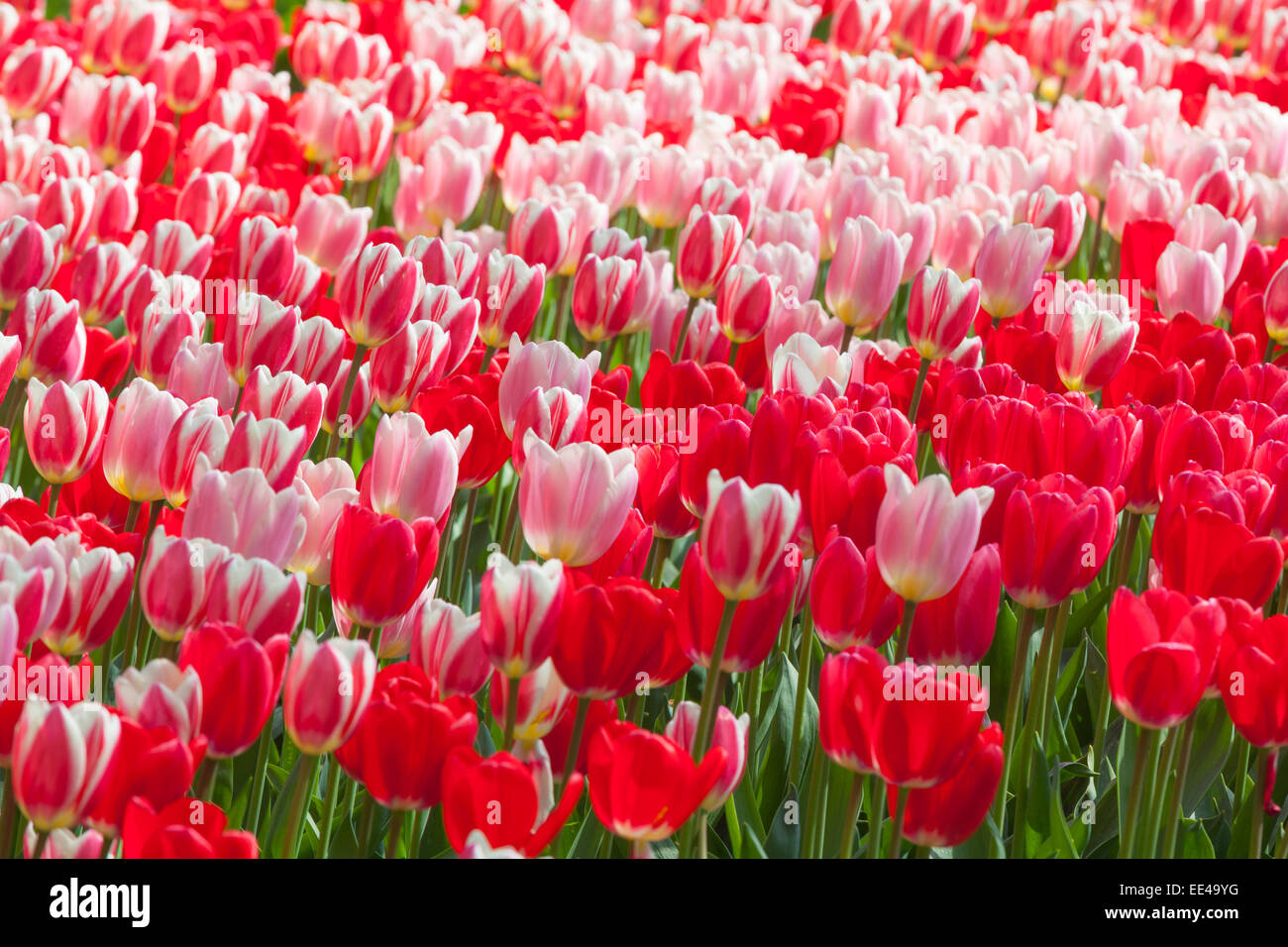 Field of colorful tulips Stock Photo - Alamy