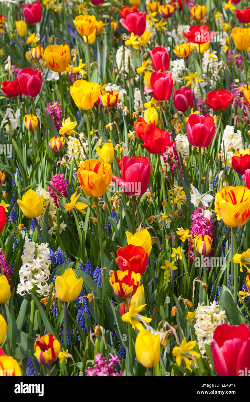Field of colorful tulips Stock Photo - Alamy